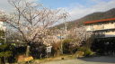 正門横の桜