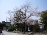 学校の木桜